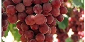 Flame Seedless Grapes