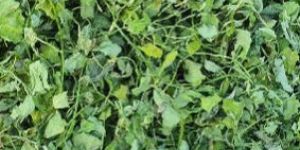 Dried Kasuri Methi Leaves