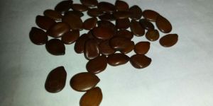 Silk Tree Seeds
