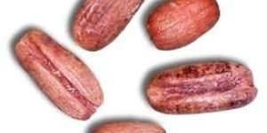 Sugar Date Palm Seeds