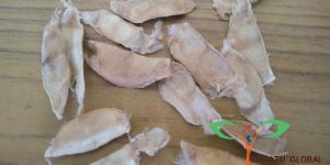 Tabebuia Rosea Seeds