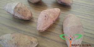 Thevetia Neriifolia Seeds