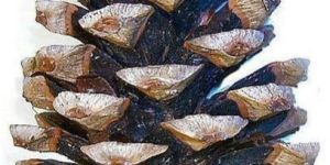 Three Needle Pine Seeds