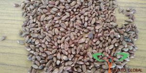 Thuja Compacta Seeds