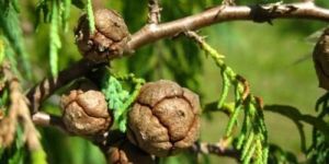 Weeping Cypress Seeds