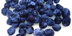 Weeping Podocarpus Seeds