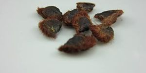 Yellow Bauhinia Seeds