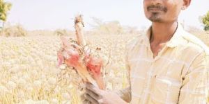White Red Onion Seeds