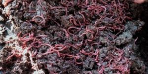 Eisenia Fetida Earthworms