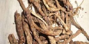 Picrorhiza Kurroa Extract