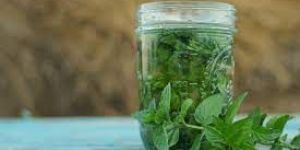 Spearmint Leaves Extract