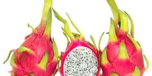 Fresh Dragon Fruit