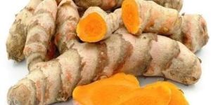 Fresh Raw Turmeric