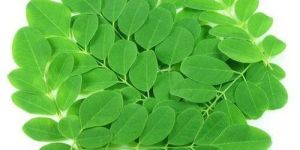 Fresh Moringa Leaves