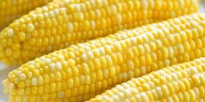 Fresh Corn
