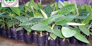 Tissue Culture Banana Grand Nain