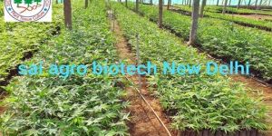 Tissue Culture Bamboo