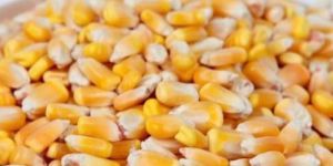 Yellow Corn