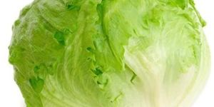 Fresh Lettuce