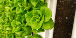 Butterhead Lettuce