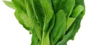 Fresh Spinach Leaves