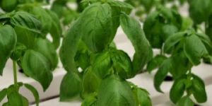 Italian Basil
