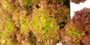 Lollo Red Lettuce