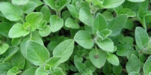 Oregano Leaves