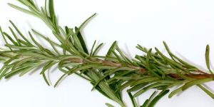 Rosemary Leave