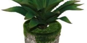 Artificial Aloe Vera Plant