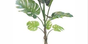 Monestera Plant Gh/T-31 Plant