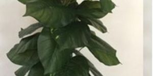 Money Plant Artificial