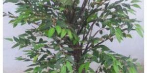 Olive Tree Artificial