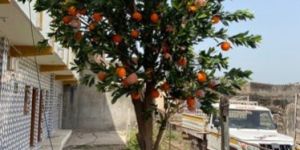 Orange Artificial Tree 12 Feet