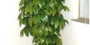 Small Artificial Tree