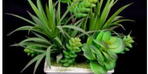 Succulent Plant (SPG-02) Artificial