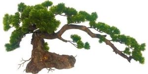 Twisted Pine Bonsai