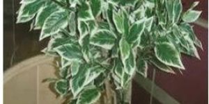 Verigated Ficusl Artificial Trees