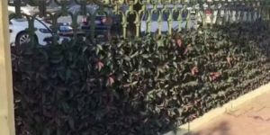 Vertical Garden Hedge