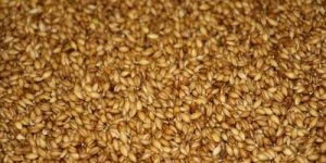 Malting Barley