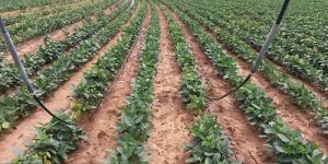 Irrigation System Service