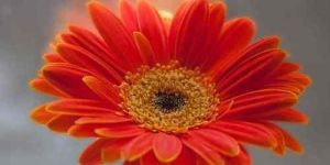 Orange Gerbera Daisy Flower