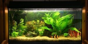 Freshwater Aquarium