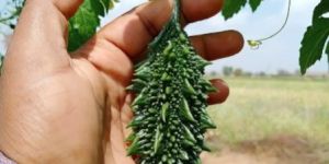 O P & hybrid Vegetable seeds