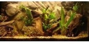 Aquarium Backgrounds