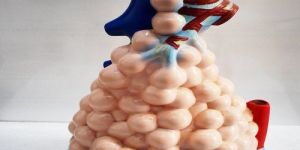 Pulmonary Alveolar Model