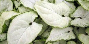 Syngonium Plant