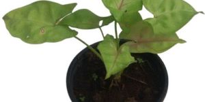 Green Syngonium Plants