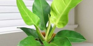 Indoor Philodendron Plants