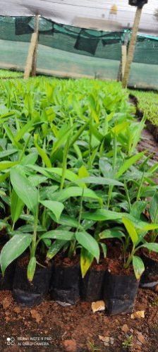 Monthan Banana Tissue Culture Plants